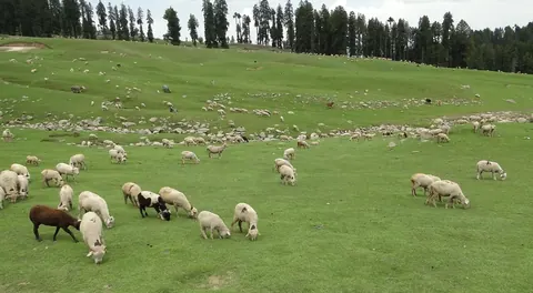 Doodhpathri Kashmir Destination Guide