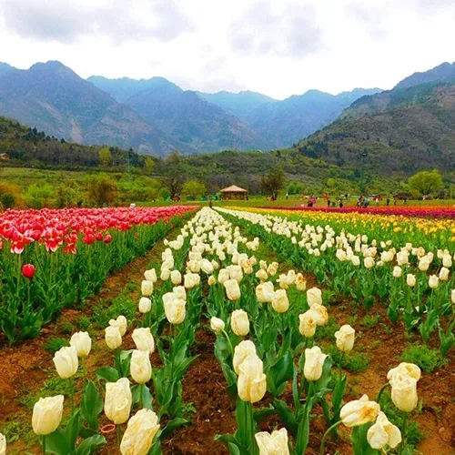 Kashmir 07 Nights & 08 Days Package Kashmir Tour Package - 7 Nights / 8 Days