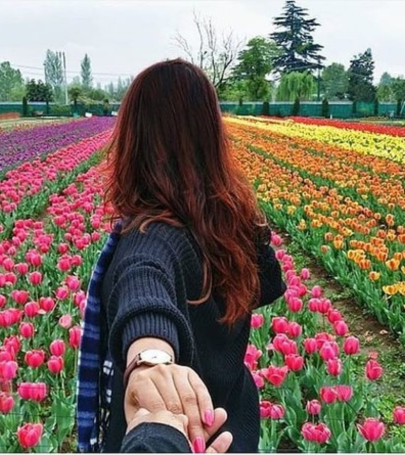 tulip-garden-kashmir tulip-garden-kashmir