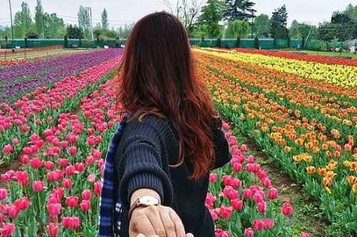 tulip-garden-kashmir
